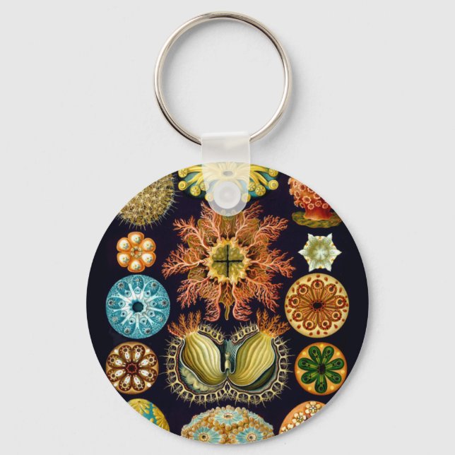 Chaveiro Sealife Aquático Ernst Haeckel Ascidiae A01 (Frente)