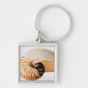 Chaveiro Seashell do nautilus (stenomphalus do nautilus)