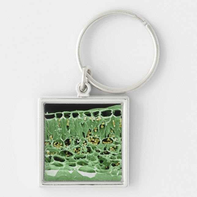 Chaveiro Secção transversal da folha (Frente)