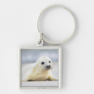 Chaveiro Selo de bebê das imagens   de Getty