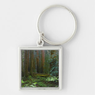 Chaveiro Sequóias em Muir Woods National Park