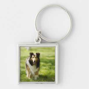 Chaveiro Sheepdog de Shetland que funciona na grama