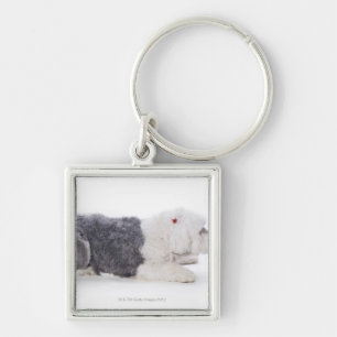 Chaveiro Sheepdog inglês velho no fundo branco