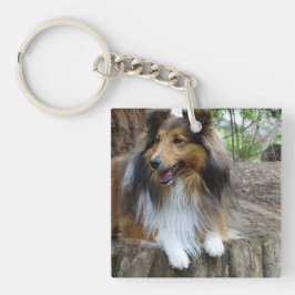 Chaveiro Sheltie in the woods