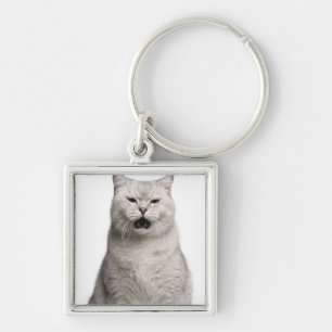 Chaveiro Shorthair britânico (4 anos velho)