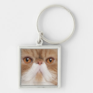 Chaveiro Shorthair exótico (2,5 anos velho)