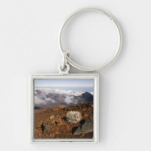 Chaveiro Silversword no cume da cratera Haleakala a partir