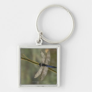 Chaveiro Skimmer de cauda negra