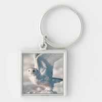 Snowy Owl a sair da neve