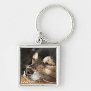 Chaveiro Sono 2 do cão