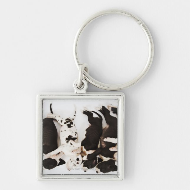 Chaveiro Sono de cinco filhotes de cachorro de great dane (Frente)