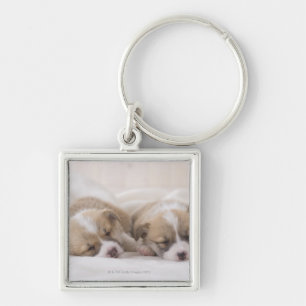 Chaveiro Sono do Corgi dois Galês