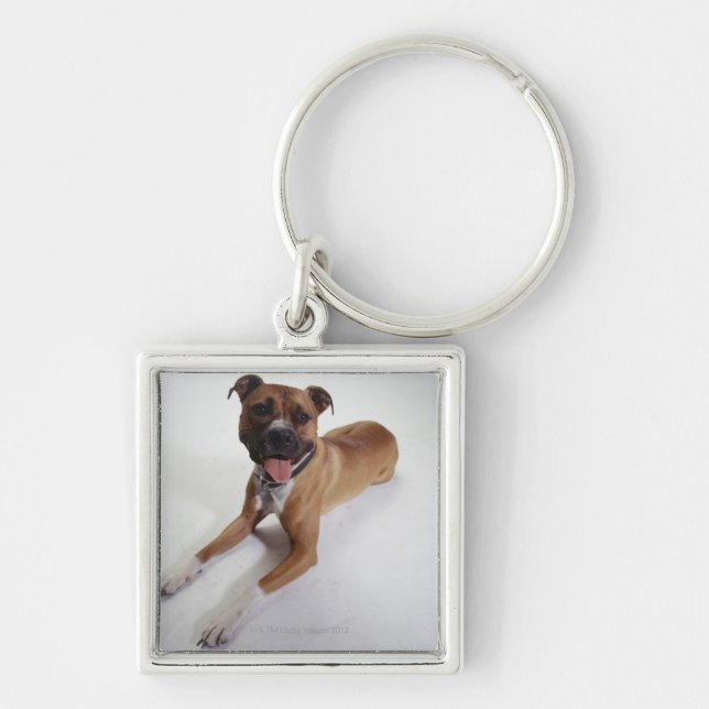 Chaveiro Staffordshire Terrier americano que encontra-se (Frente)
