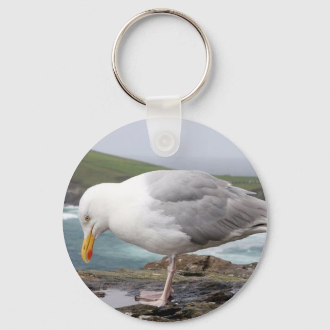Chaveiro stehende Moewe (Frente)