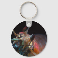 Stomatopod (Camarão Mantis)