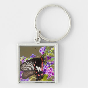 Chaveiro Sudeste Asiático, Tailândia, Doi Inthanon, Papilio