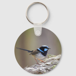 Chaveiro Superb Fairy-wren