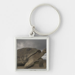 Chaveiro Tartaruga gigante de Galápagos Geochelone