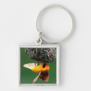 Chaveiro Tearilhão-de-máscara-preta (Ploceus Velatus)