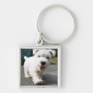 Chaveiro Terrier ocidental fêmea semanas de idade das