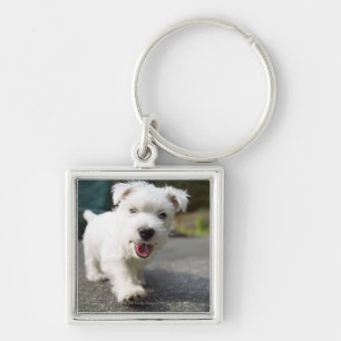 Chaveiro Terrier ocidental fêmea semanas de idade das