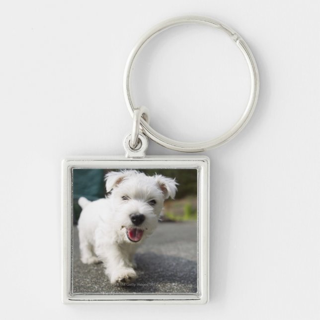 Chaveiro Terrier ocidental fêmea semanas de idade das (Frente)