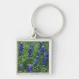 Chaveiro Texas, Lago Buchanan. Texas Bluebonnet e Selvagem