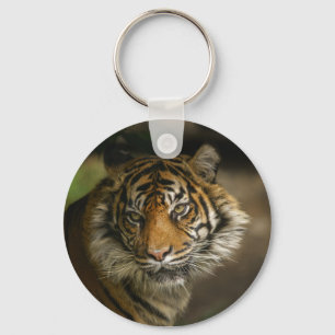 Chaveiro Tiger Stare