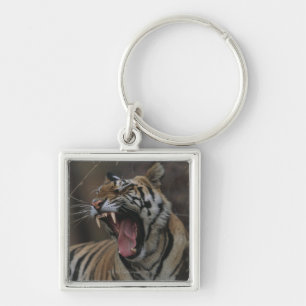 Chaveiro Tigre Cub que boceja