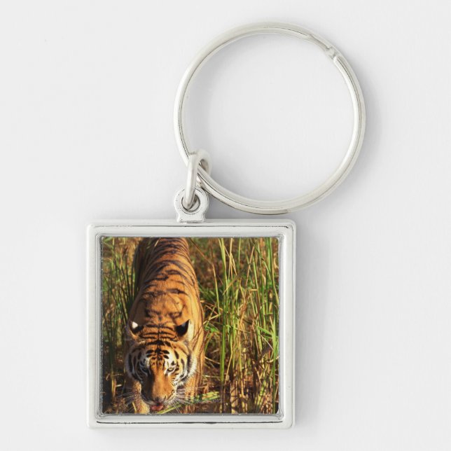 Chaveiro Tigre de Bengal nos pantanais (Frente)