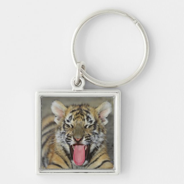 Chaveiro Tigre de Bengal que boceja (Frente)