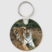 Tigre de Bengala