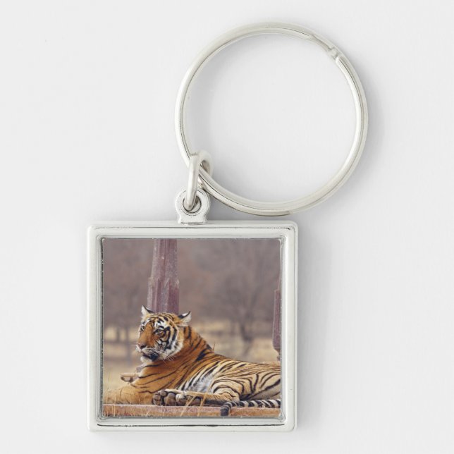 Chaveiro Tigre-de-bengala-real no ceaph, (Frente)