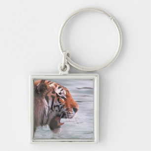 Chaveiro Tigre de bocejo na água