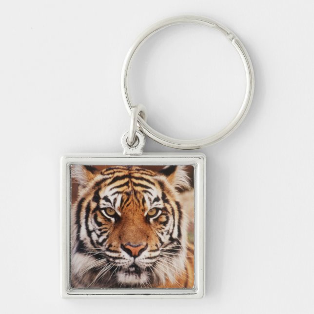 Chaveiro Tigre-de-sumatra (Frente)