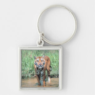 Chaveiro Tigre na água
