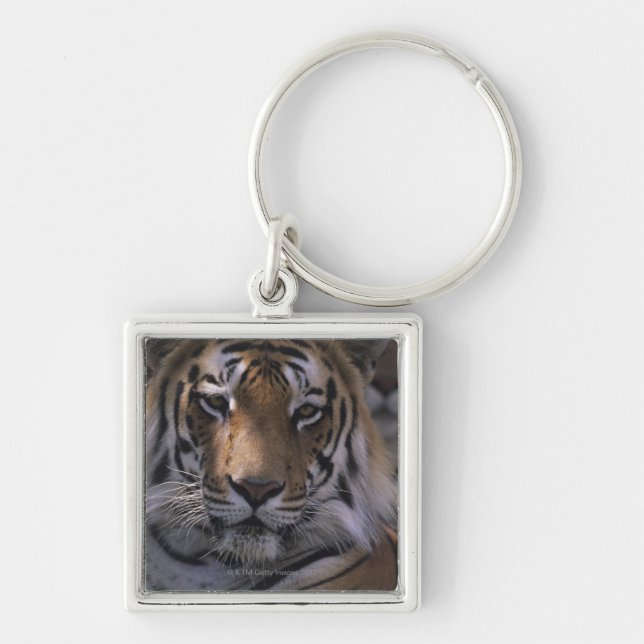 Chaveiro Tigre (Panthera tigris), fim-acima da cabeça, (Frente)