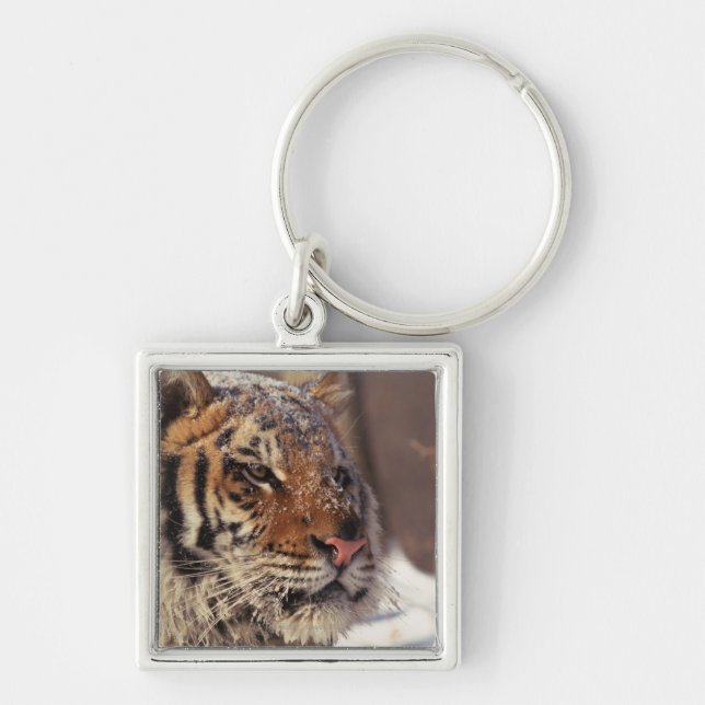 Chaveiro Tigre Siberian (Frente)
