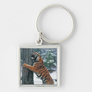 Chaveiro Tigre Siberian (altaica de tigris do Panthera)