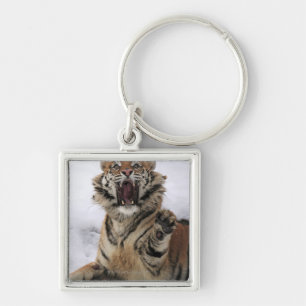 Chaveiro Tigre Siberian (altaica de tigris do Panthera)
