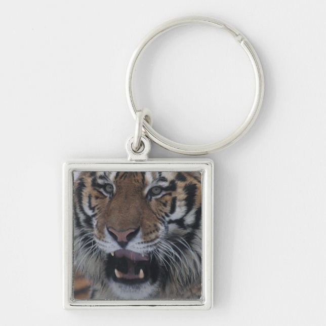 Chaveiro Tigre Siberian que boceja (Frente)