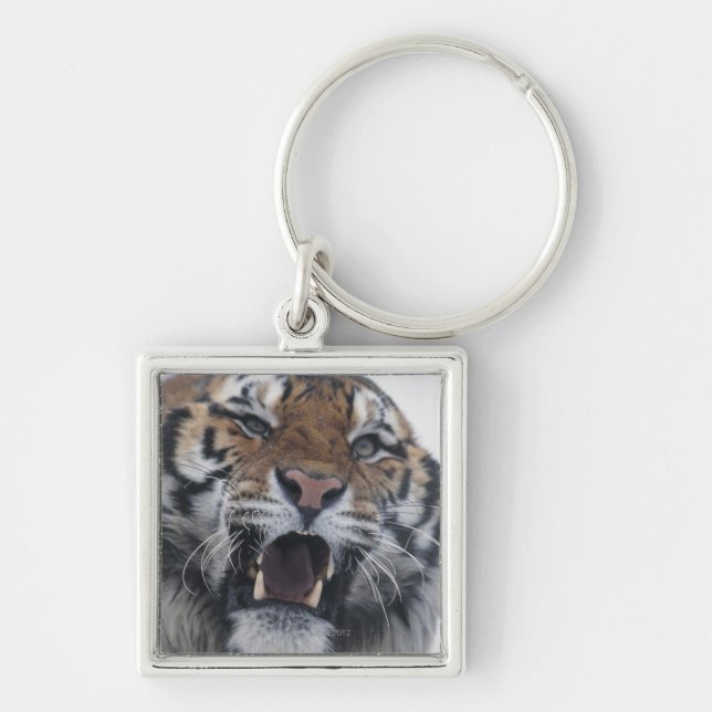 Chaveiro Tigre Siberian que Snarling (Frente)