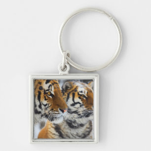 Chaveiro Tigres na neve