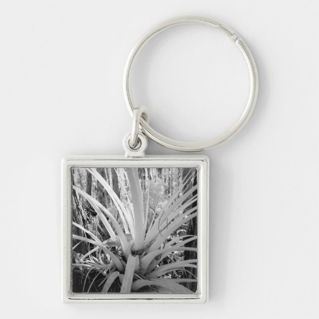 Chaveiro Tillandsia epífita é comum na Flórida, (Frente)