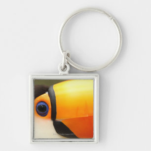 Chaveiro Toco Toucan (toco de Ramphastos) é o maior
