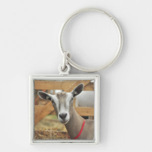 Chaveiro Toggenburg Dairy Goat Doe
