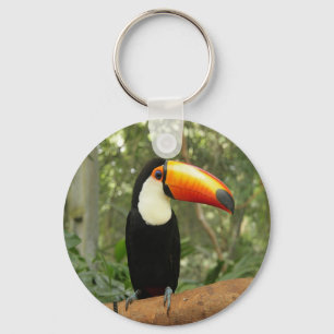 Chaveiro Toucan na ramificação da árvore