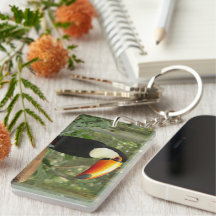 Toucan na ramificação da árvore