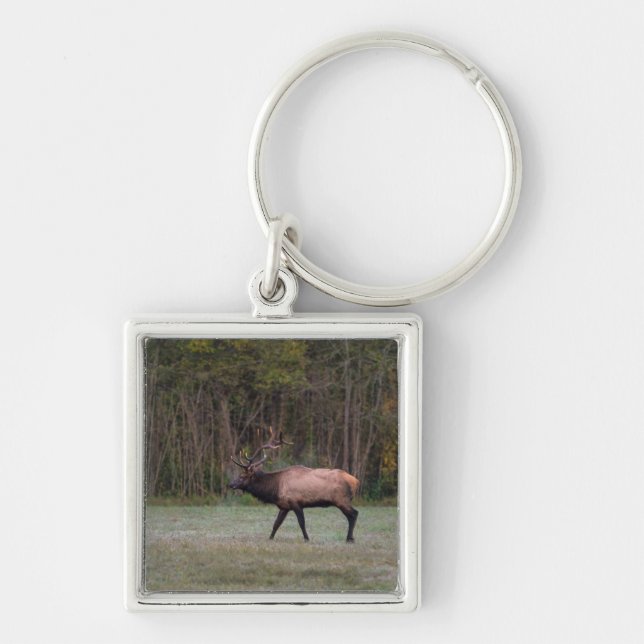 Chaveiro Touro Elk Morning Walk (Frente)