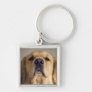 Chaveiro Tratado de Balanceamento de Retriever de ouro no N